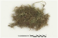 藏品(星塔苔屬)的圖片